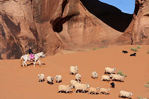 Sheep Herding at Arches - Utah- Arches, Monument Valley, Canyonlands