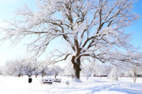 My Woodland Tree 2 - Snow in April!