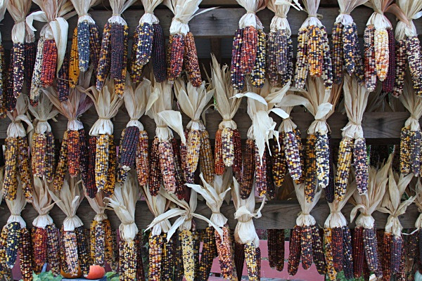 Hanging Corn - Landscapes, Places, and Things in Nature