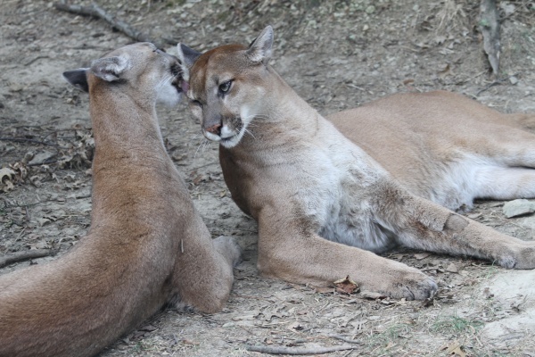 Panther affection - Birds and Animals