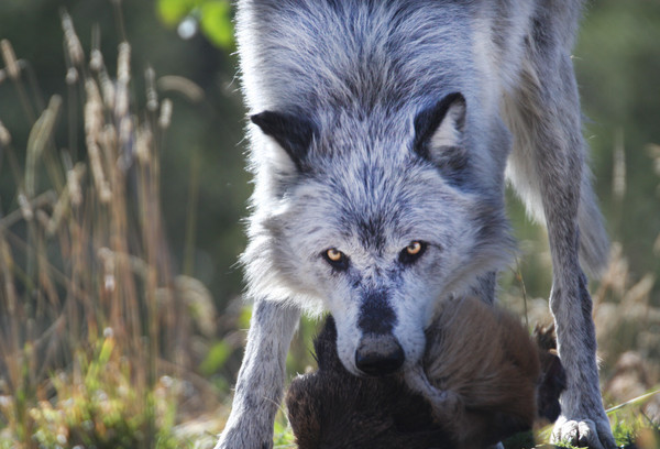 Wolf at Dinner - Birds and Animals