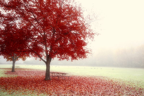 Red Tree at Side Cut - Landscapes, Places, and Things in Nature