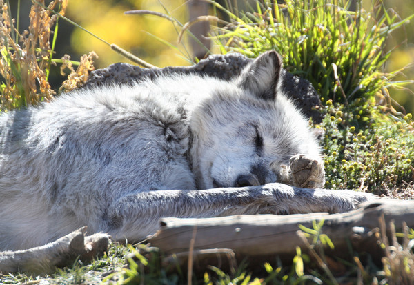 Sleeping Wolf - Birds and Animals