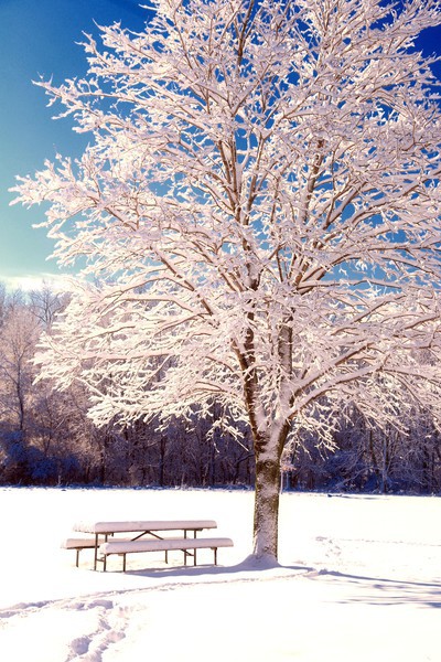 Sidecut Tree after snow - Snow in April!