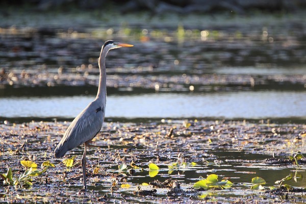 Blue Heron Watching - Birds and Animals