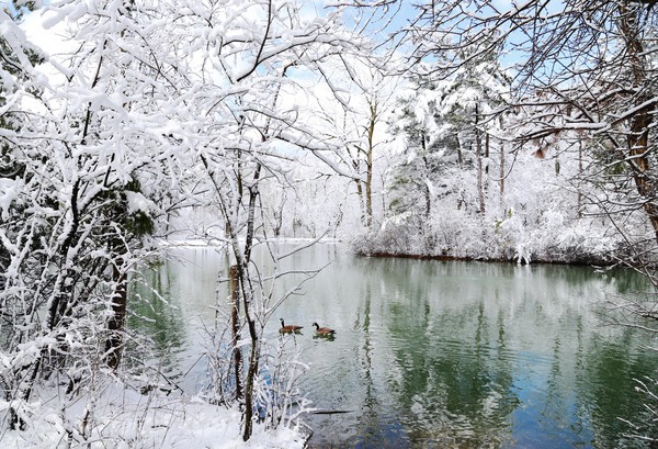 Pearson Ducks - Snow in April!
