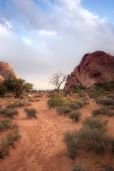 Tree at Monument Valley - Utah- Arches, Monument Valley, Canyonlands
