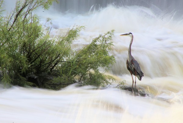 Blue Heron at O'Shaughnessy reservoir - Birds and Animals