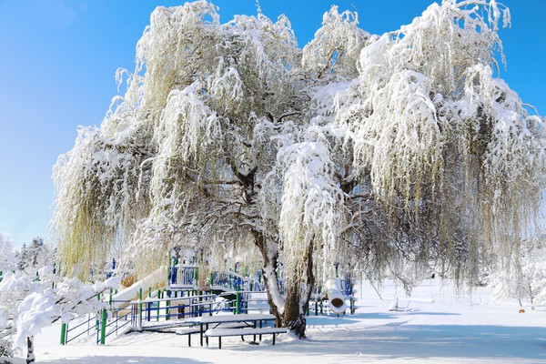Woodland Park in Snow - Snow in April!