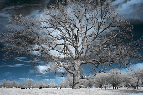 blue sky infrared tree - Landscapes, Places, and Things in Nature