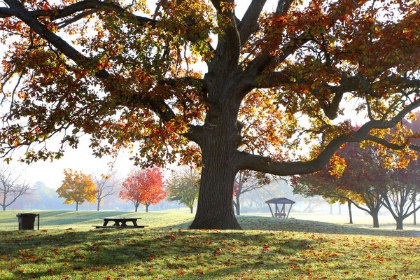 Fall Colors at Woodland - Landscapes, Places, and Things in Nature