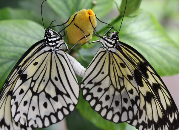 tulip butterflies - Birds and Animals