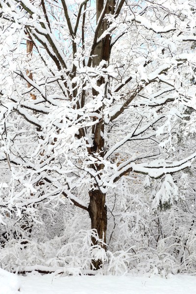 Backyard Snow Tree - Snow in April!