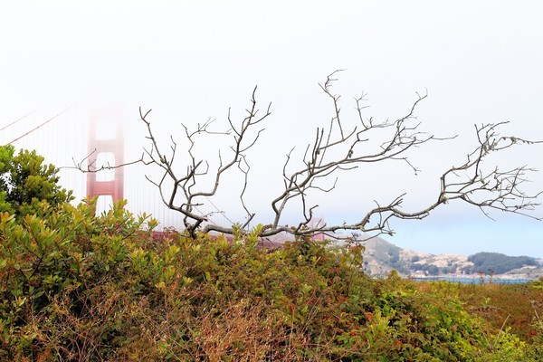 Branches and Fog at Golden Gate Bridge - California- Yosemite, Death Valley, and San Francisco