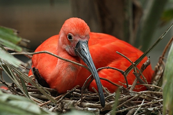 Colored Bird with Beak - Birds and Animals