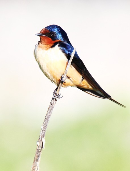 Bird at Kensington Metropark - Birds and Animals