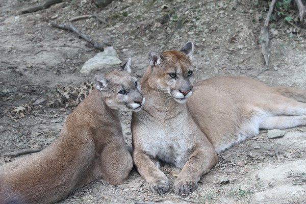 Panthers Watching - Birds and Animals