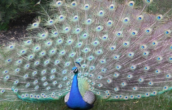 peacock beauty - Birds and Animals