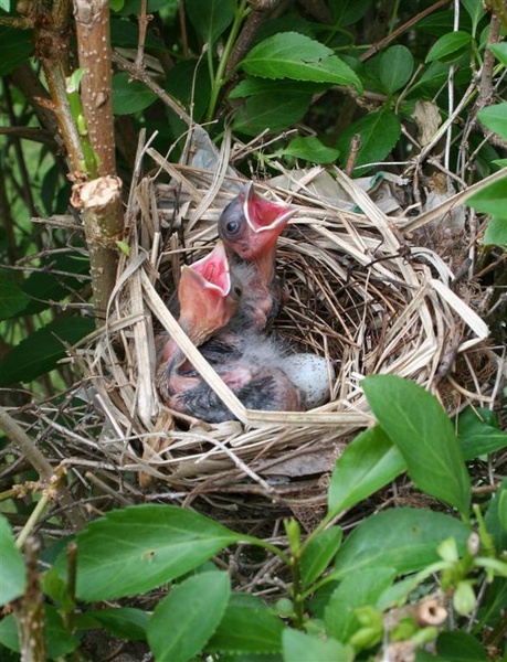 baby cardinals - Birds and Animals