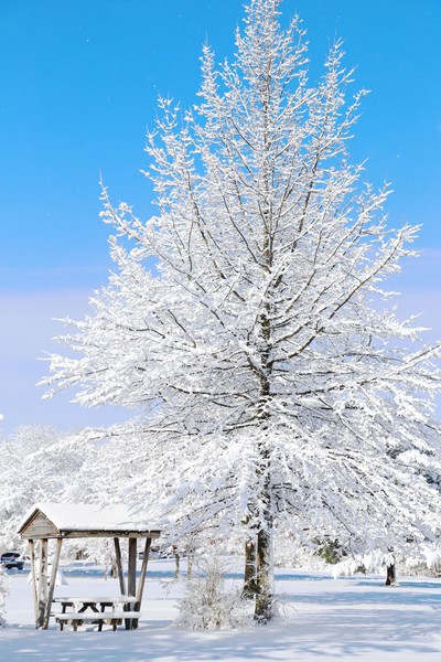 Tall Woodland Tree - Snow in April!