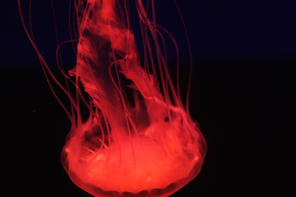 Red Jelly - Birds and Animals