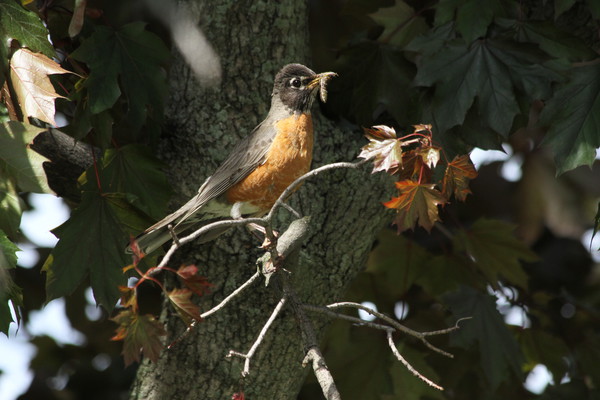 Robin and the Worm - Birds and Animals