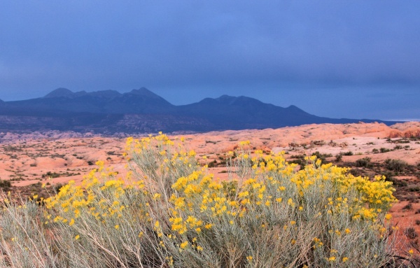 Yellow Flowers in Utah - Utah- Arches, Monument Valley, Canyonlands