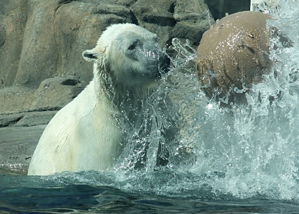 Polar Bear Bounce - Birds and Animals
