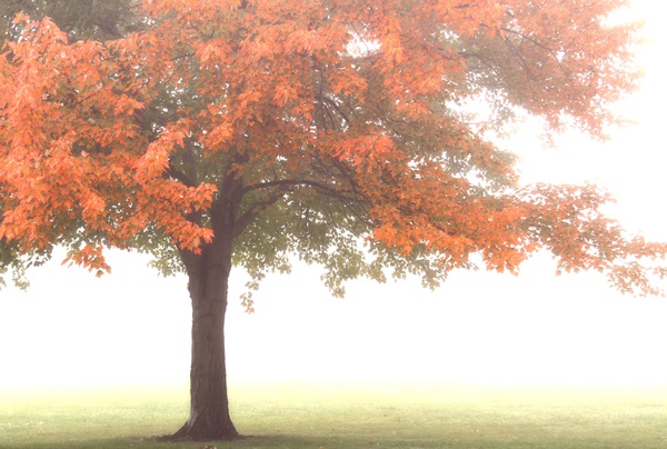sidecut fog3 - Landscapes, Places, and Things in Nature