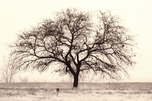 Miami Street Tree - Landscapes, Places, and Things in Nature