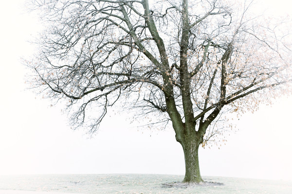 Plain Tree - Landscapes, Places, and Things in Nature