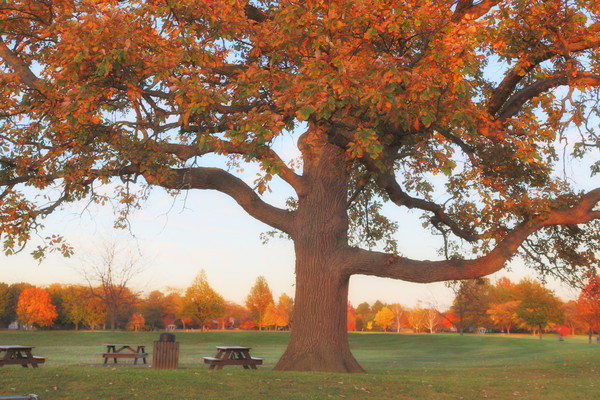 My tree at Woodland Park in fall - Landscapes, Places, and Things in Nature