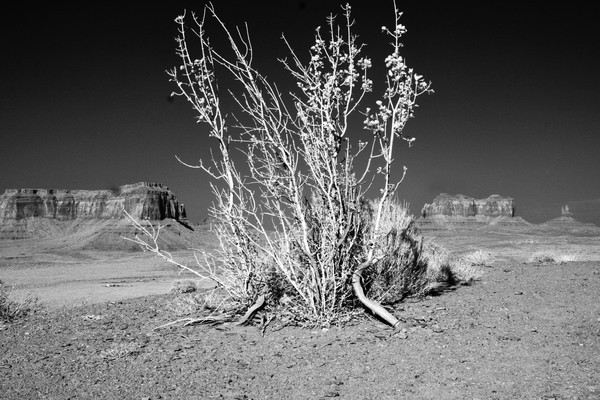 Monument Valley Brush - Utah- Arches, Monument Valley, Canyonlands