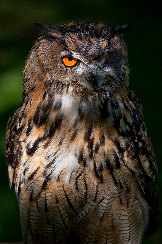 Eagle Owl - Wildlife