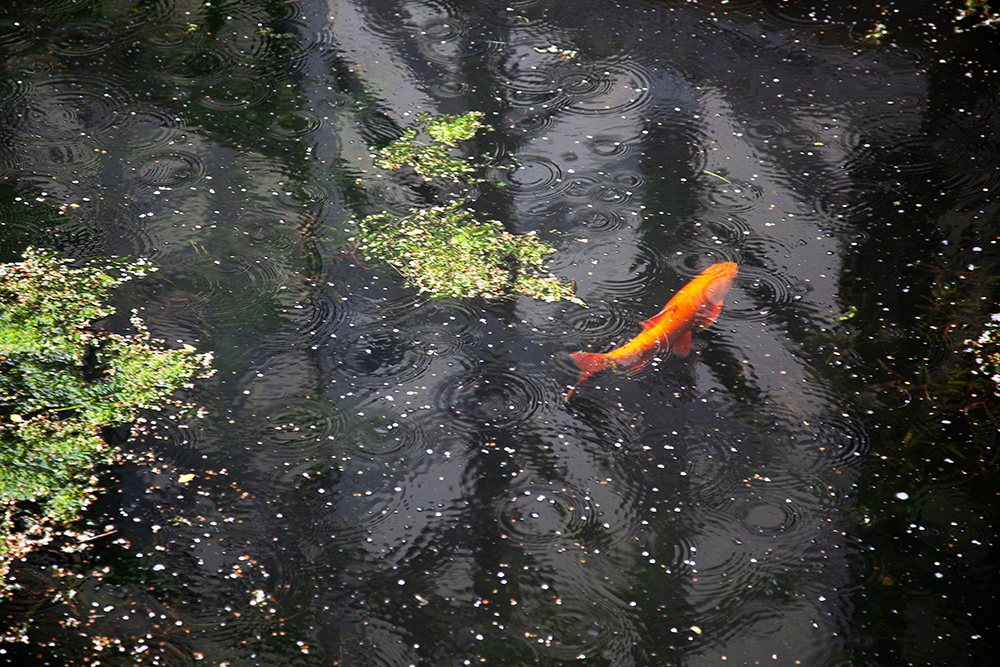 Fish and Raindrops - Abstract and Detail
