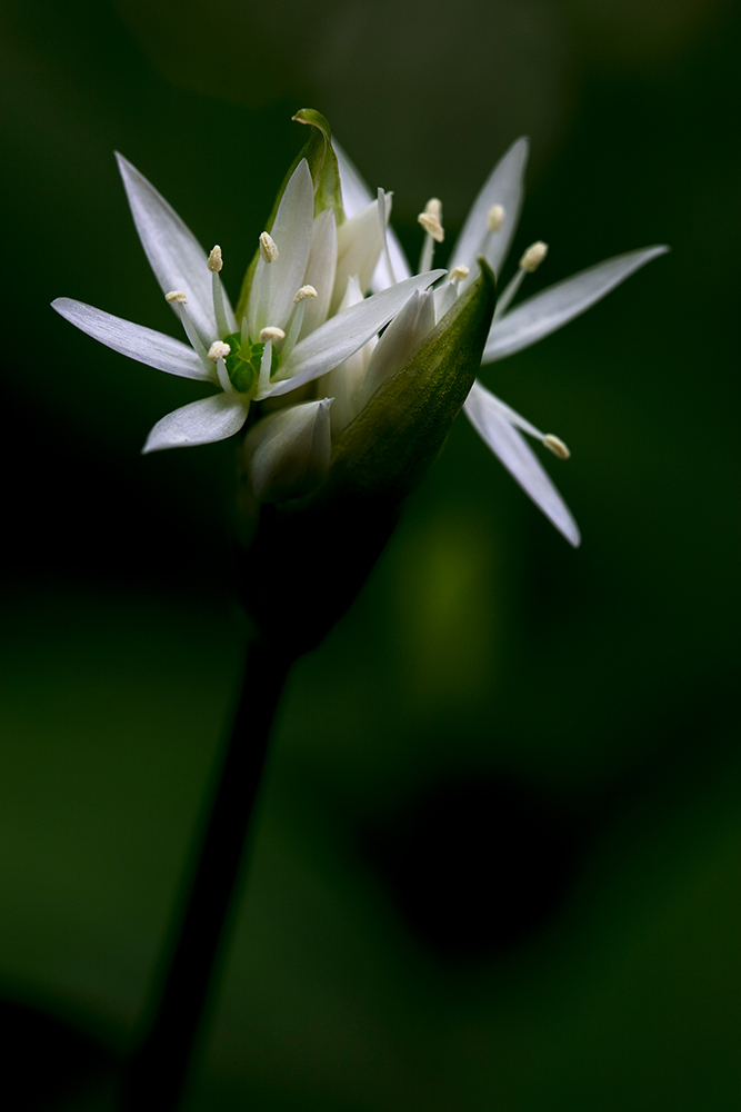 Ramsons - Abstract and Detail