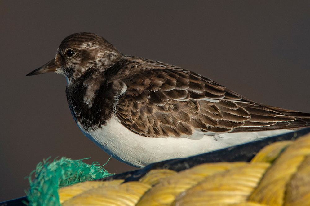 Turnstone - Wildlife