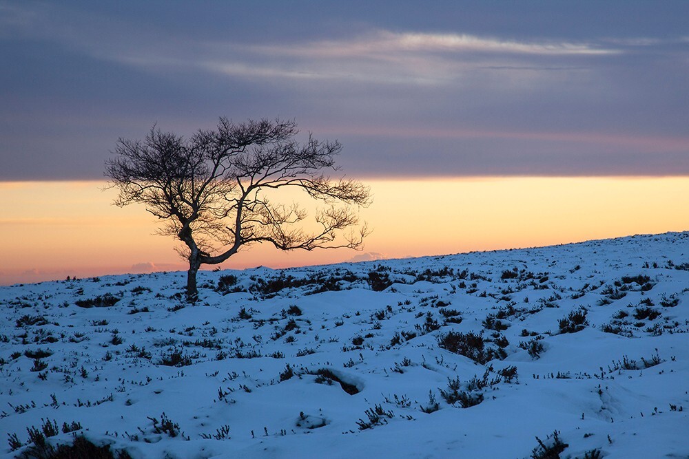 Moorland Birch, Peak District - Land