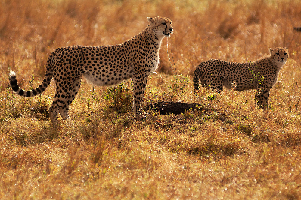 Cheetah - Wildlife