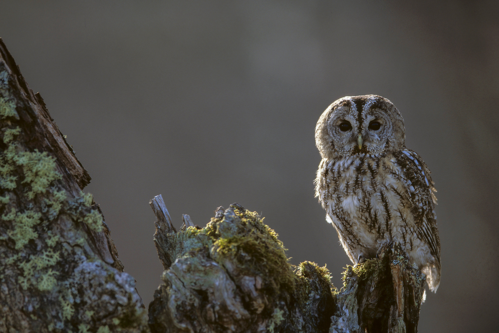 Tawny Owl - Wildlife