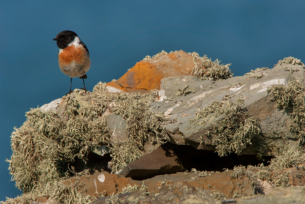 Stonechat - Wildlife