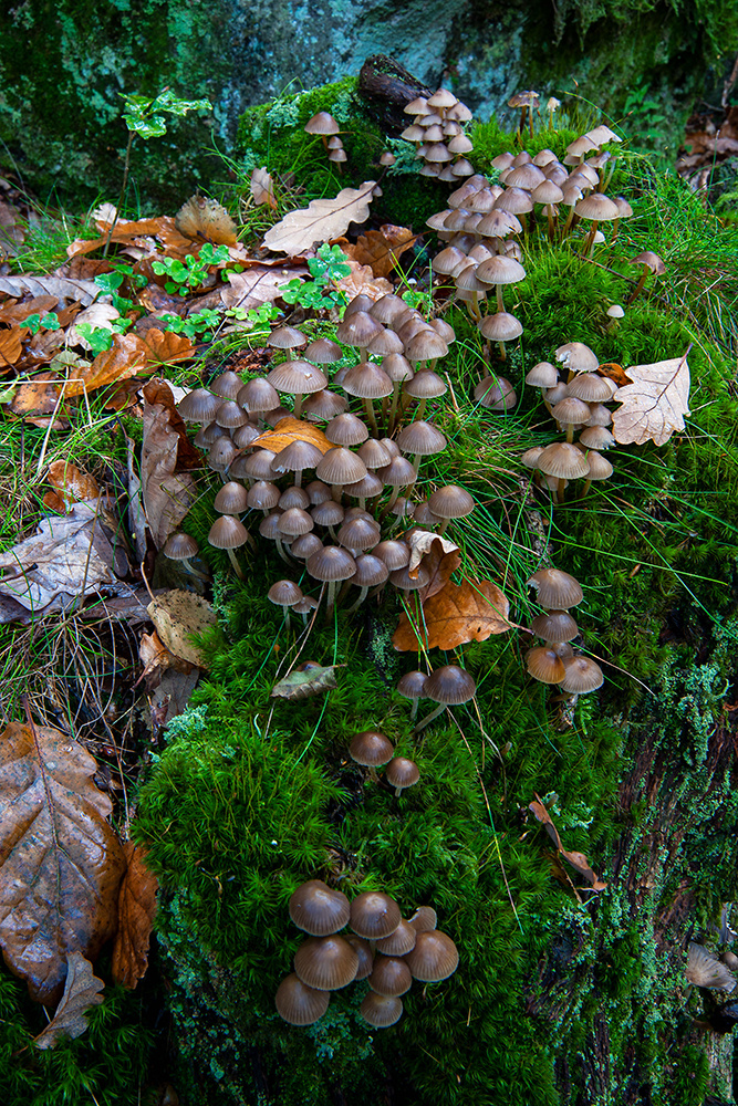 Fungi in Oakwood - Abstract and Detail