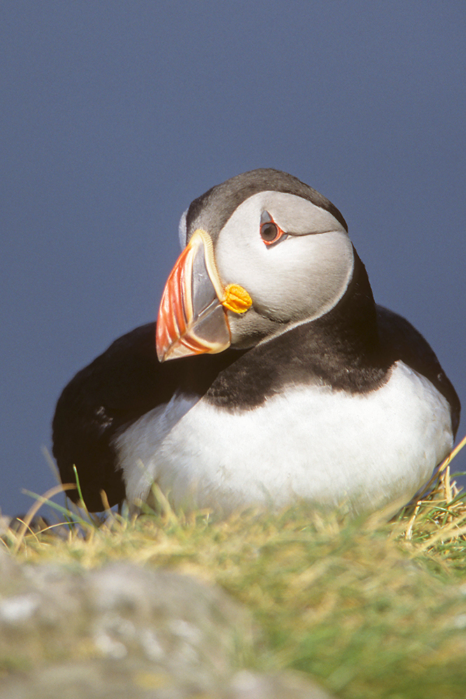 Puffin - Wildlife