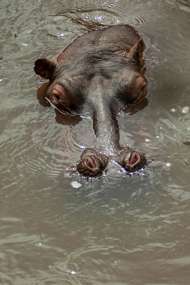 Hippopotamus - Wildlife