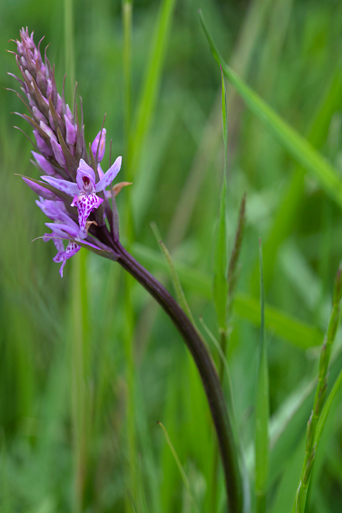 Common Spotted Orchid - Abstract and Detail