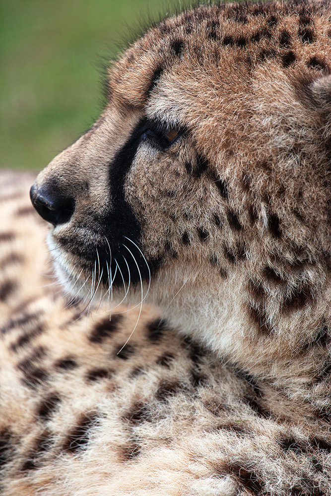 Cheetah - Wildlife