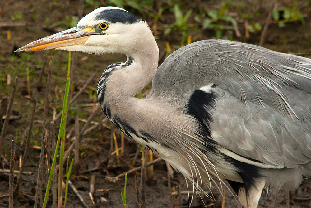 Grey Heron - Wildlife