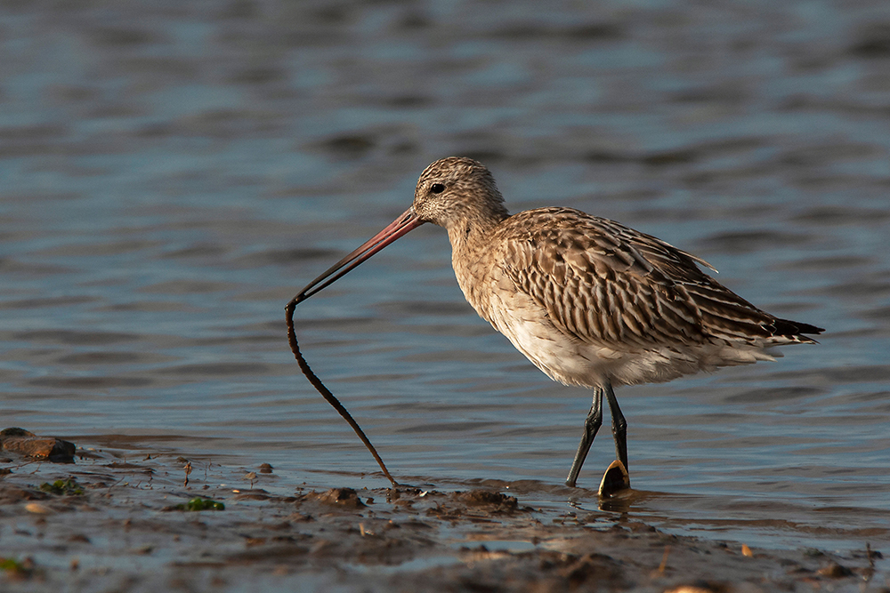 Bar-tailed Godwit - Wildlife