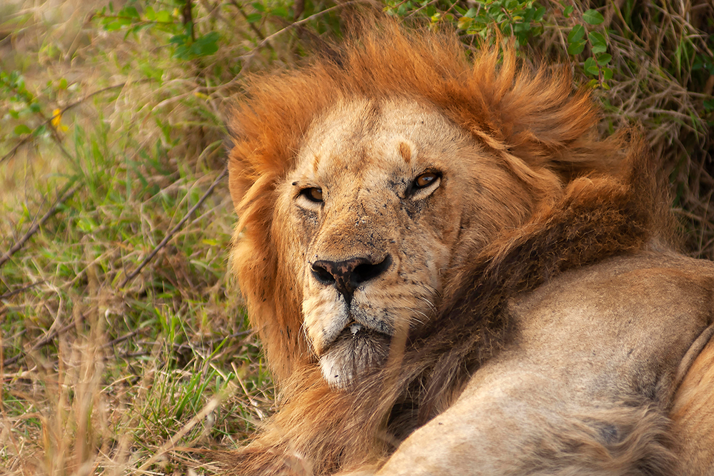 African Lion - Wildlife