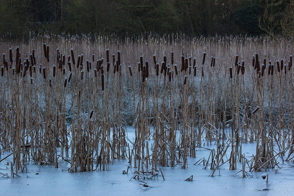 Bullrush - Abstract and Detail